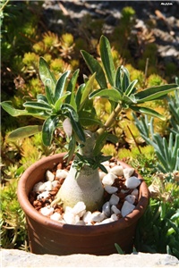 e42d1246-IMG_7593 adenium.jpg